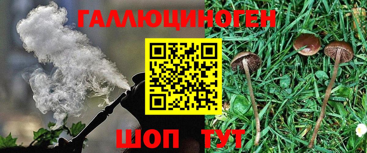 Галлюциногенные грибы Psilocybe Бирск